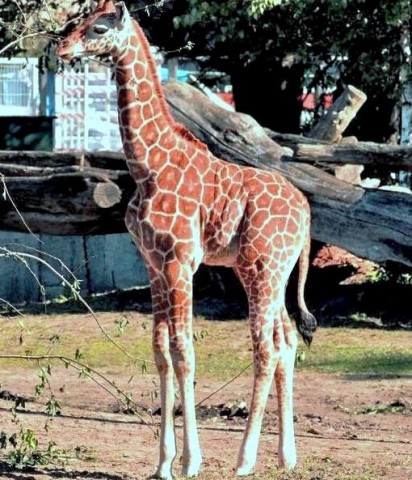 Chrzciny we wrocławskim Zoo - 1