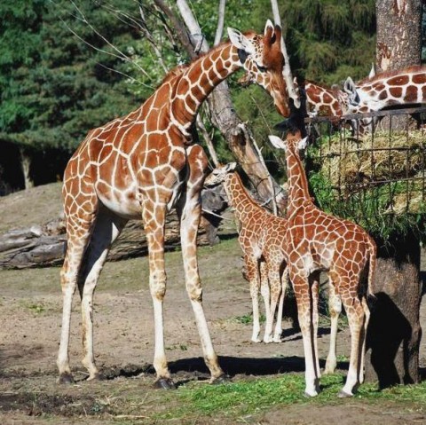 Chrzciny we wrocławskim Zoo - 4