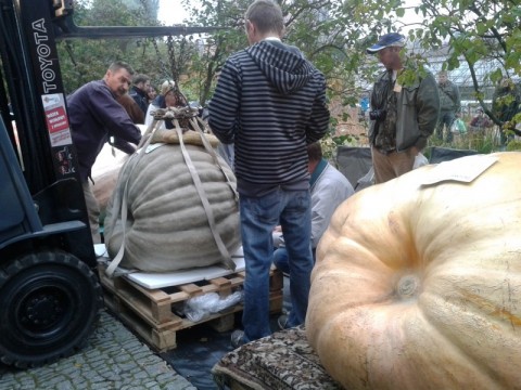 Gigantyczne dynie we Wrocławiu - 1