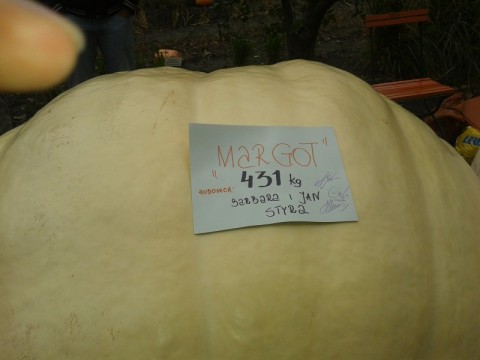 Gigantyczne dynie we Wrocławiu - 3