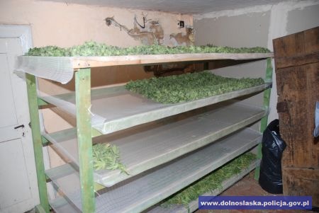 Zlikwidowali ogromną plantację  - 1