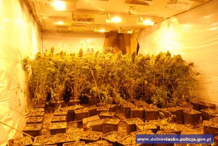 Zlikwidowali ogromną plantację  - 2