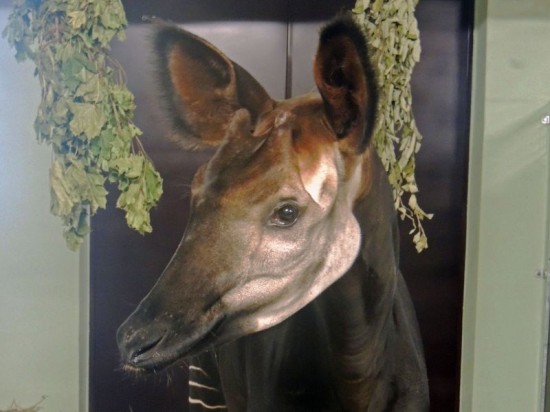 Okapi. Jedyne w Polsce (Zdjęcia) - fot. Zoo we Wrocławiu