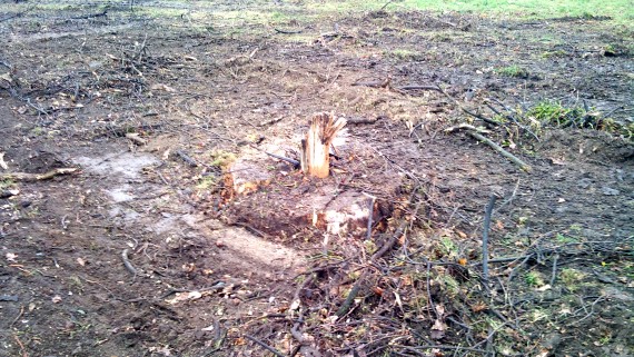 Wiekowe dęby pod topór (ZDJĘCIA) - 1