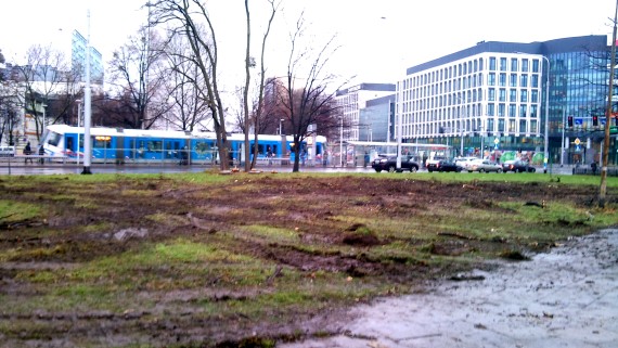 Wiekowe dęby pod topór (ZDJĘCIA) - 2
