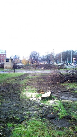 Wiekowe dęby pod topór (ZDJĘCIA) - 4
