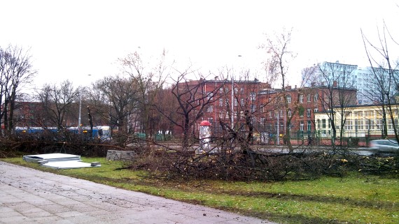 Wiekowe dęby pod topór (ZDJĘCIA) - 5