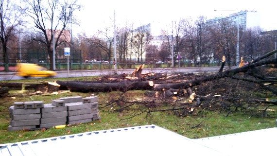 Wiekowe dęby pod topór (ZDJĘCIA) - 6