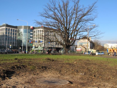 Pożegnanie 113-letniego dębu - 0