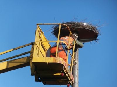 Bociek z blokowiska (Galeria zdjęć) – fot. Katarzyna Cirka/Starostwo Powiatowe w Polkowicach