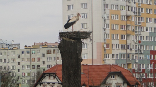 Bociek z blokowiska (Galeria zdjęć) - 0