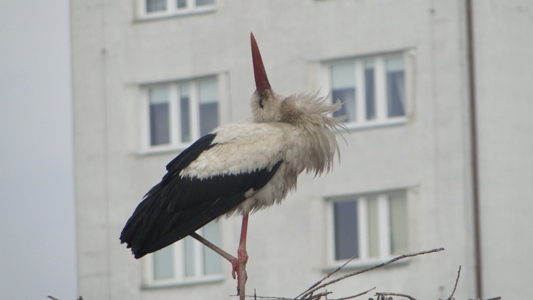 Bociek z blokowiska (Galeria zdjęć) - 1