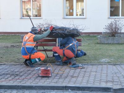 Bociek z blokowiska (Galeria zdjęć) - 3