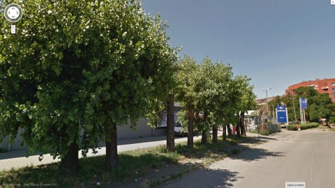 Kto okaleczył zdrowe drzewa? - 1