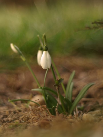 Wiosna się budzi! (GALERIA ZDJĘĆ) - 3