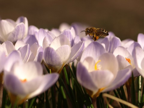 Wiosna się budzi! (GALERIA ZDJĘĆ) - 11