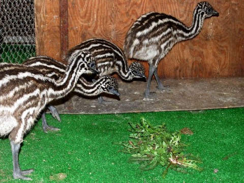 Wiosna w ogrodzie zoologicznym - 2