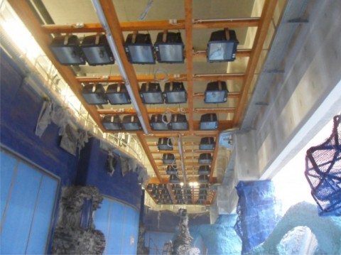 Afrykarium jak na drożdżach (Zobacz) - 13