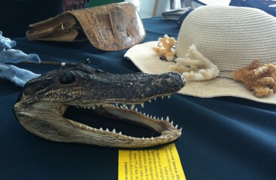 Aligator w walizce (GALERIA ZDJĘĆ) - 3