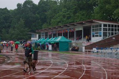 Światowa wystawa bokserów - 16
