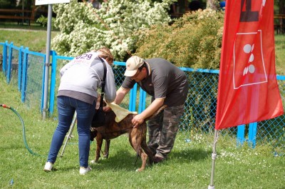Światowa wystawa bokserów - 36
