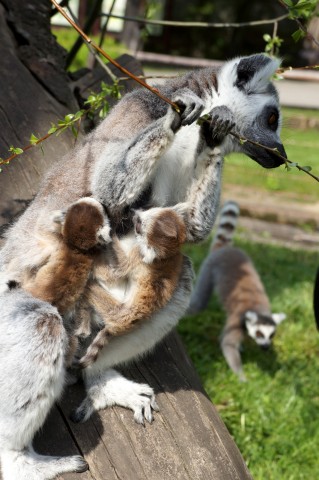 Młode lemury we wrocławskim ZOO wiodą prym (Galeria zdjęć) - 0