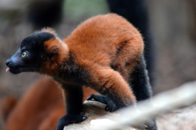 Młode lemury we wrocławskim ZOO wiodą prym (Galeria zdjęć) - 5