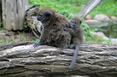 Młode lemury we wrocławskim ZOO wiodą prym (Galeria zdjęć) - 6