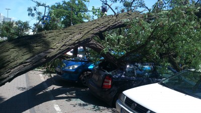 Potężne drzewo uszkodziło kilka aut (ZDJĘCIA) - 9