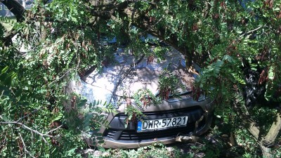 Potężne drzewo uszkodziło kilka aut (ZDJĘCIA) - 11