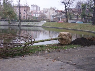Legnica: Wielkie sadzenie (Posłuchaj i Zobacz) - 1