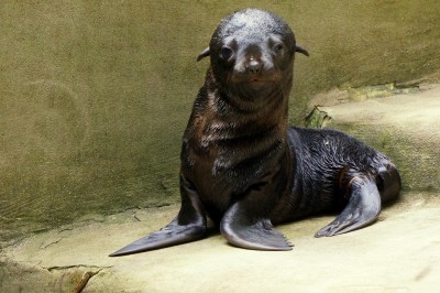 Afrykarium ma nowego mieszkańca - 5