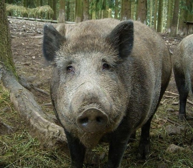 Armatą w dzika. Mieszkańcy mieli dość huków (POSŁUCHAJ) - fot. Wikimedia Commons