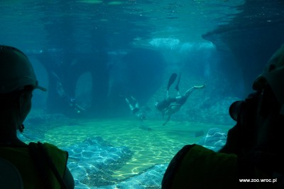 Ile będą kosztowały bilety do Afrykarium? - 4