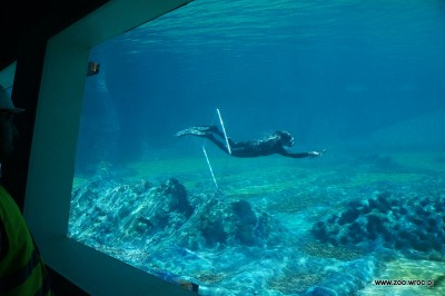 Ile będą kosztowały bilety do Afrykarium? - 5
