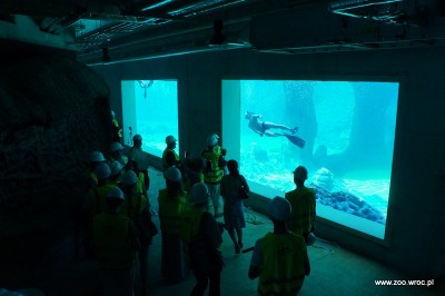 Ile będą kosztowały bilety do Afrykarium? - 3