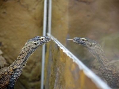 Smoki z Komodo zawitały do wrocławskiego Zoo - 11