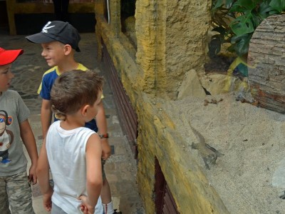 Smoki z Komodo zawitały do wrocławskiego Zoo - 14