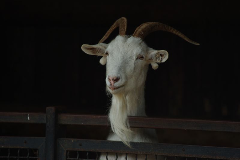 Obcowanie z naturą w środku miasta (Posłuchaj) - Archiwum prw.pl (Fot. Katarzyna Górowicz)