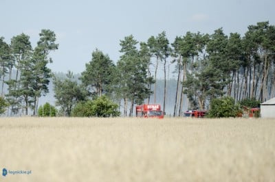 Las w ogniu. 30 jednostek i samoloty w akcji (ZDJĘCIA) - 0