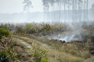 Las w ogniu. 30 jednostek i samoloty w akcji (ZDJĘCIA) - 1