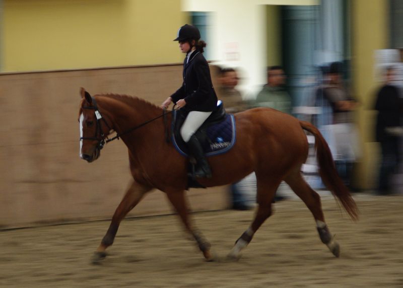 Aukcja koni wierzchowych (Zobacz) - Prezentacja koni przed licytacją (Fot. Katarzyna Górowicz)