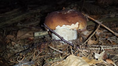 Wakacyjny blog: Słowik na grzybach (Galeria zdjęć) - 9