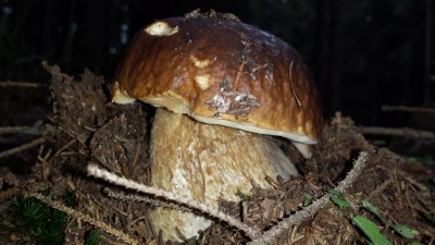 Wakacyjny blog: Słowik na grzybach (Galeria zdjęć) - 10