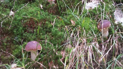 Wakacyjny blog: Słowik na grzybach (Galeria zdjęć) - 11