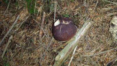 Wakacyjny blog: Słowik na grzybach (Galeria zdjęć) - 1
