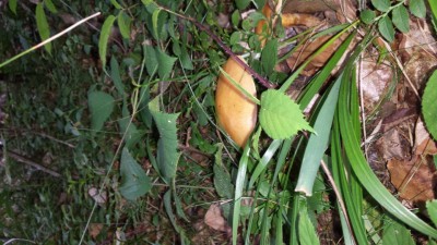 Wakacyjny blog: Słowik na grzybach (Galeria zdjęć) - 2