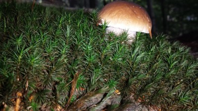Wakacyjny blog: Słowik na grzybach (Galeria zdjęć) - 5