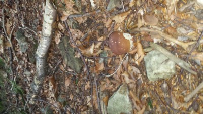 Wakacyjny blog: Słowik na grzybach (Galeria zdjęć) - 6