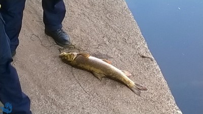Sześć ton śniętych ryb. Sprawę bada policja (ZDJĘCIA)  - 3
